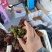 云南楚雄香椿芽新鲜香椿四季红香椿芽基地直发大量供货代发全国