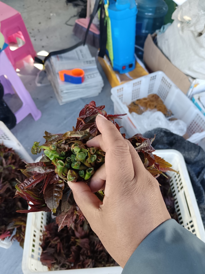云南楚雄香椿芽新鲜香椿四季红香椿芽基地直发大量供货代发全国