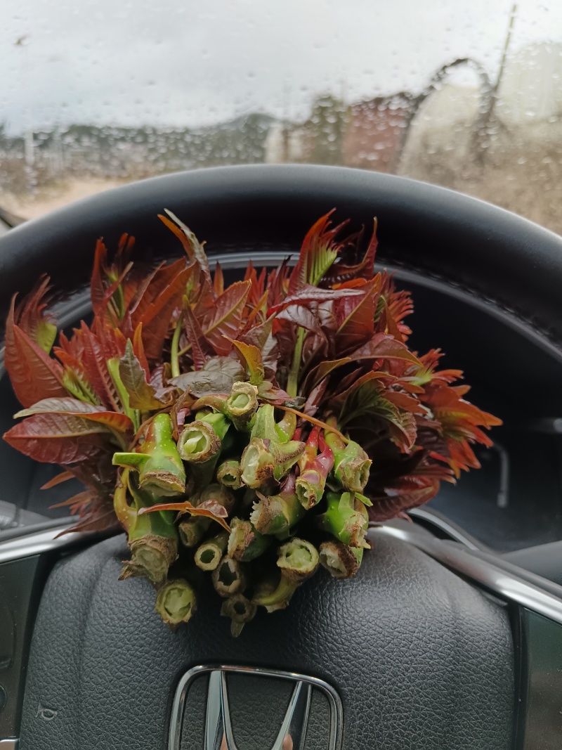 云南楚雄香椿芽新鲜香椿四季红香椿芽基地直发大量供货代发全国