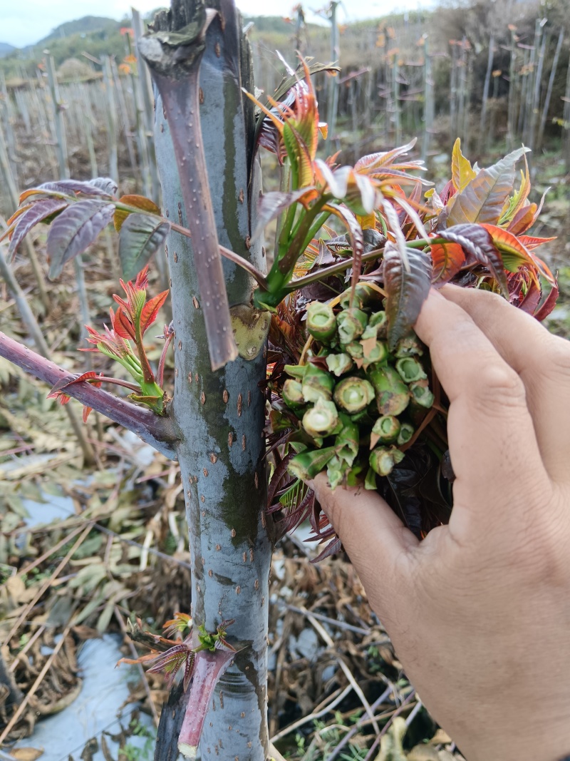 云南楚雄香椿芽新鲜香椿四季红香椿芽基地直发大量供货代发全国