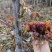 云南楚雄香椿芽新鲜香椿四季红香椿芽基地直发大量供货代发全国