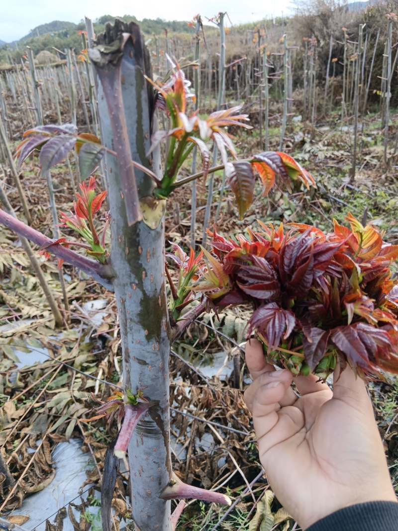 云南楚雄香椿芽新鲜香椿四季红香椿芽基地直发大量供货代发全国