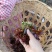 云南楚雄香椿芽新鲜香椿四季红香椿芽基地直发大量供货代发全国