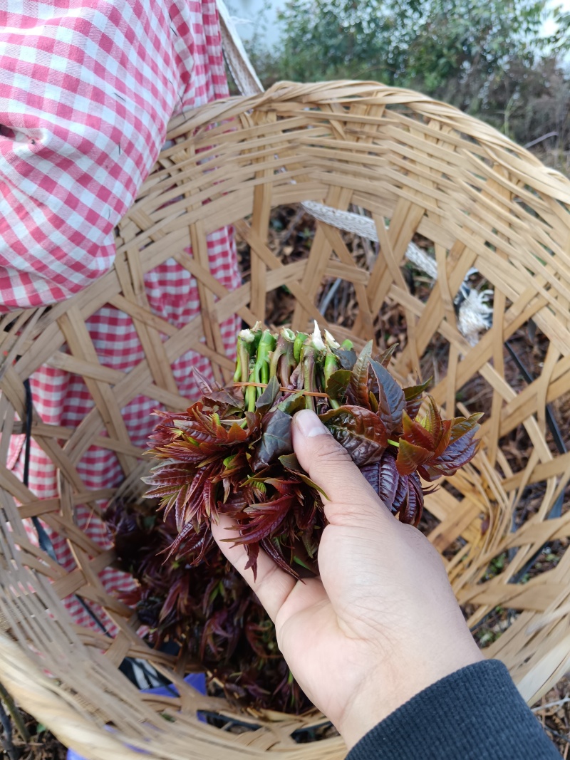 云南楚雄香椿芽新鲜香椿四季红香椿芽基地直发大量供货代发全国