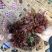 云南楚雄香椿芽新鲜香椿四季红香椿芽基地直发大量供货代发全国