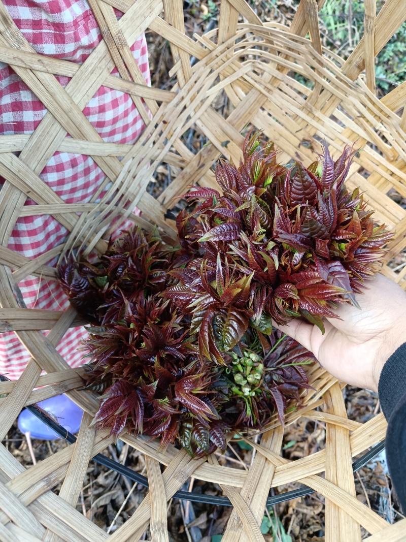 云南楚雄香椿芽新鲜香椿四季红香椿芽基地直发大量供货代发全国