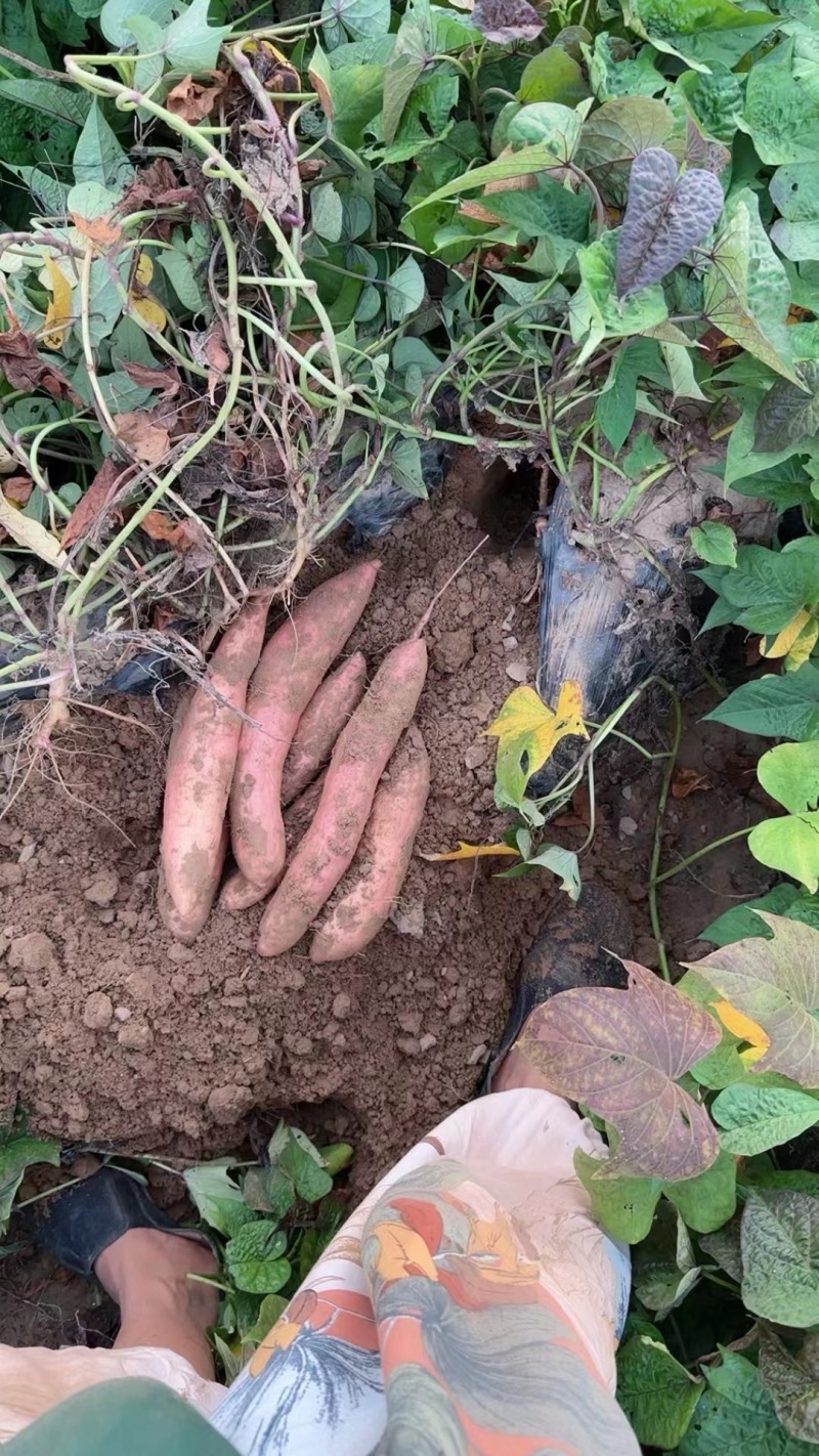 德州白心红薯冰糖心红薯基地直发货量大欢迎致电