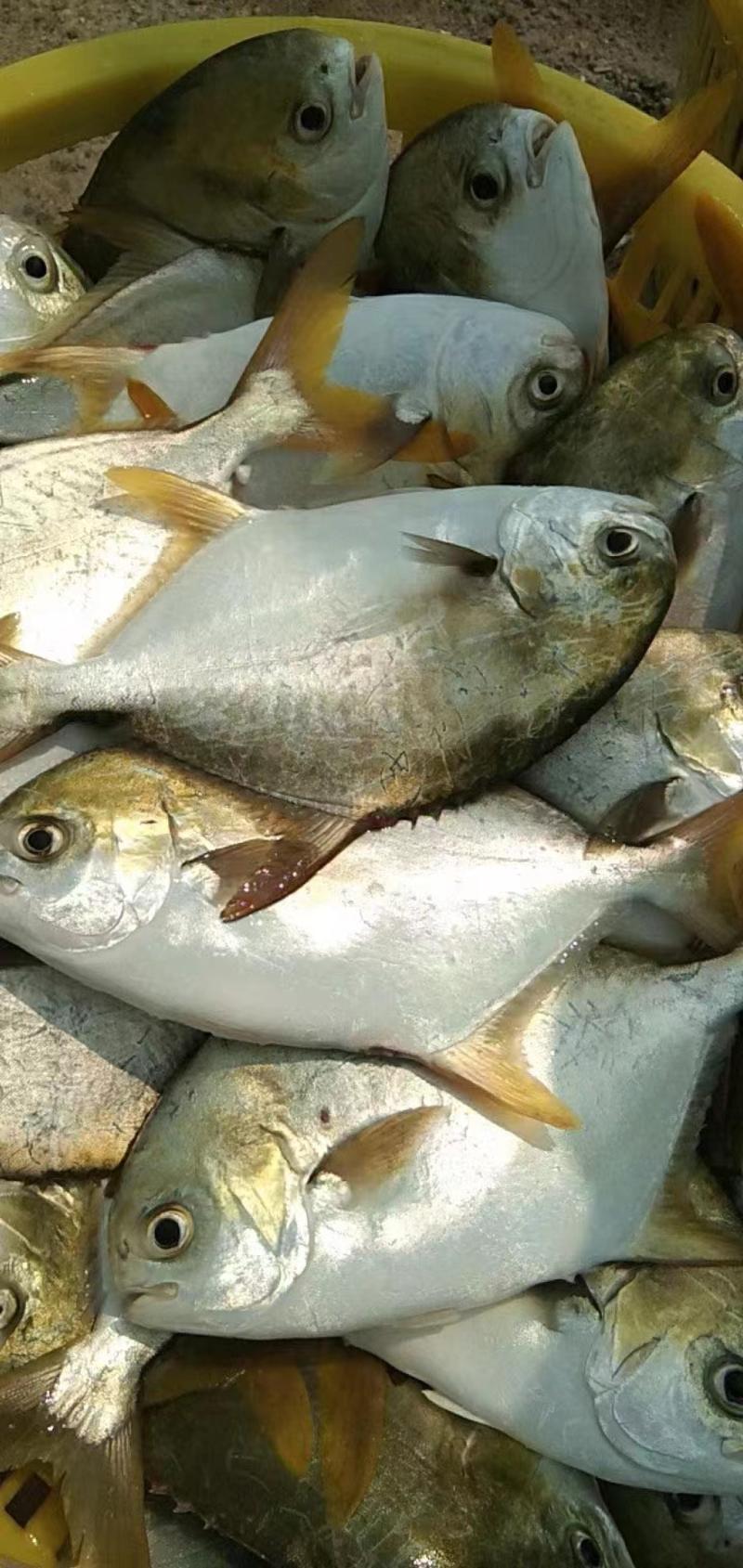 山东精品金鲳鱼，品种齐全规格多样，量大从优，全国包邮