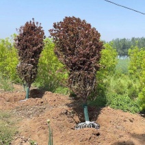 精品山西紫叶李基地直发树苗健康量大从优欢迎咨询