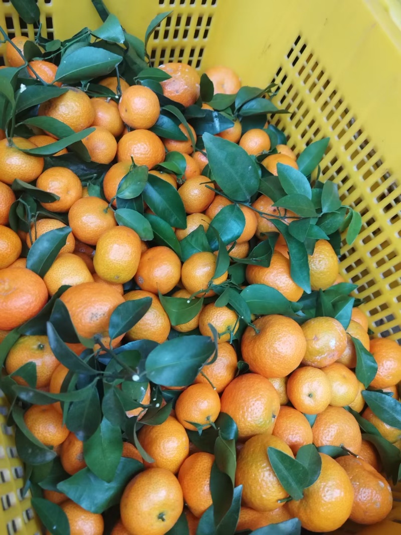 广西桂林金秋沙糖桔