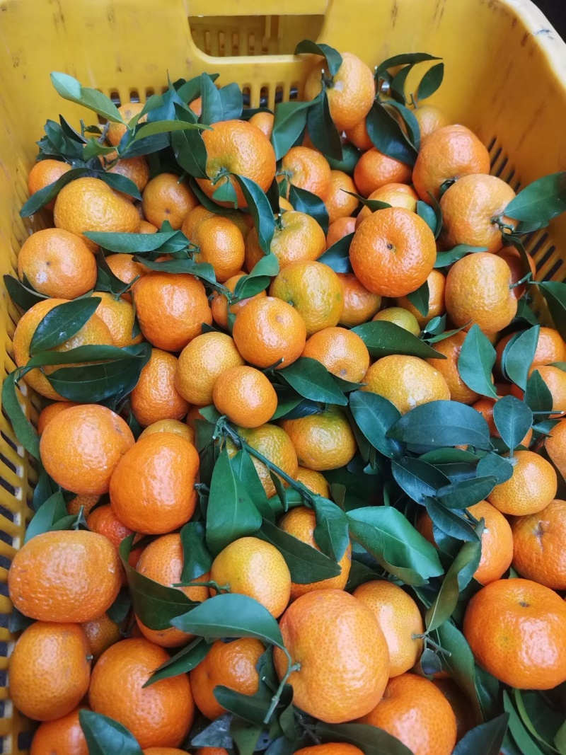 广西桂林金秋沙糖桔