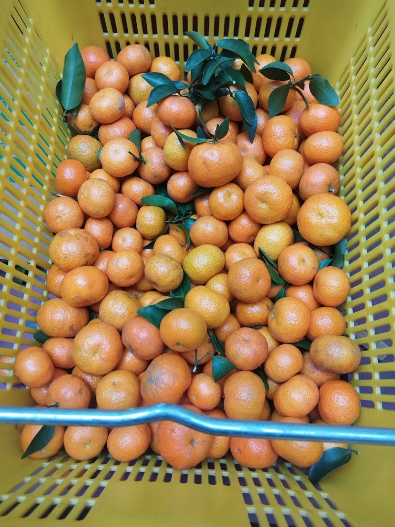 广西桂林金秋沙糖桔