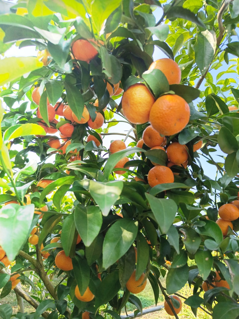 广西桂林金秋沙糖桔