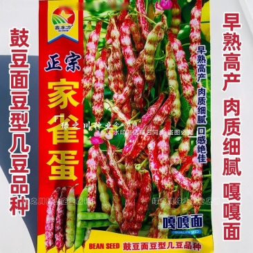 东北正宗家雀蛋豆角种子嘎嘎面肉厚清香小红鱼面豆鼓豆角种籽