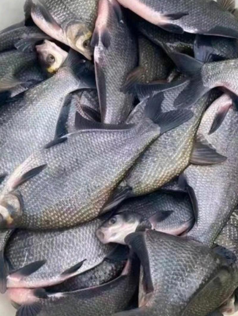 山东精品鲈鱼品质保证，一手货源。量大从优全国包邮诚信合作