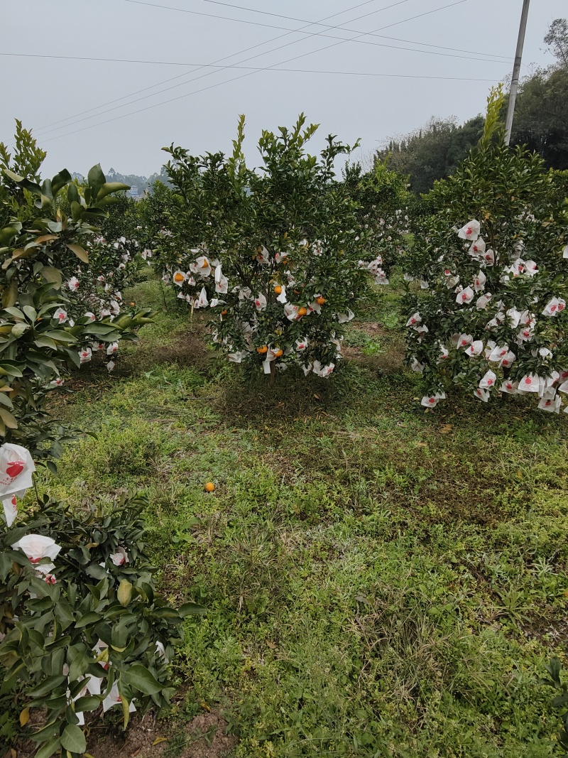 四川春见耙耙柑，一手货源，品质保证，质量你无忧，为你保驾