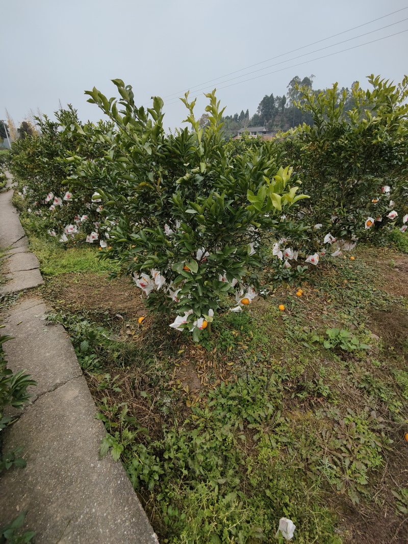 四川春见耙耙柑，一手货源，品质保证，质量你无忧，为你保驾