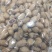 碧根果一手货源大量现货精品没有中间商赚差价大量现货