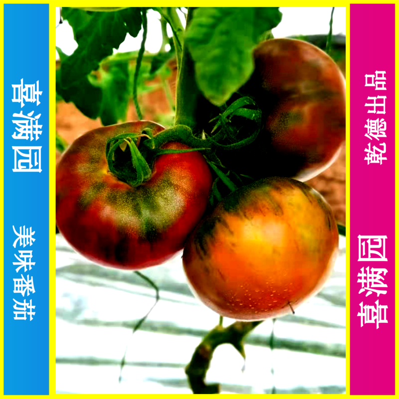 喜满园草莓番茄种子、秋延越冬早春品种、酸甜口感好、热销品