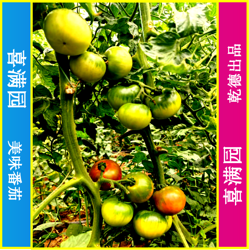 喜满园草莓番茄种子、秋延越冬早春品种、酸甜口感好、热销品