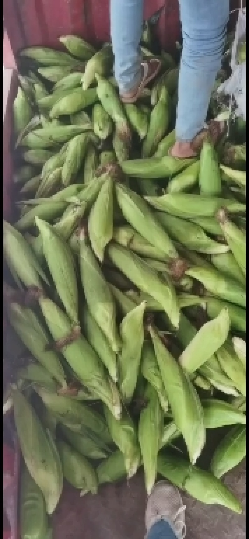 新鲜白糯上示！
