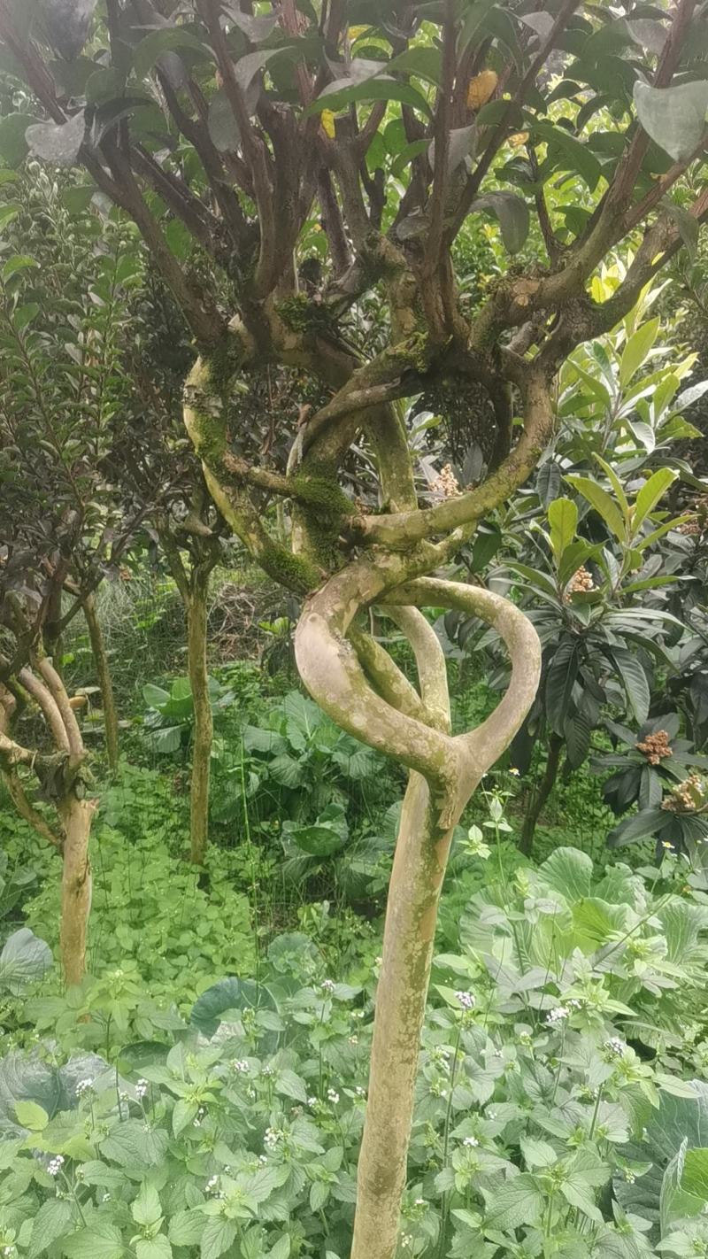 紫薇花基地直发物美价廉要的老板欢迎来电咨询