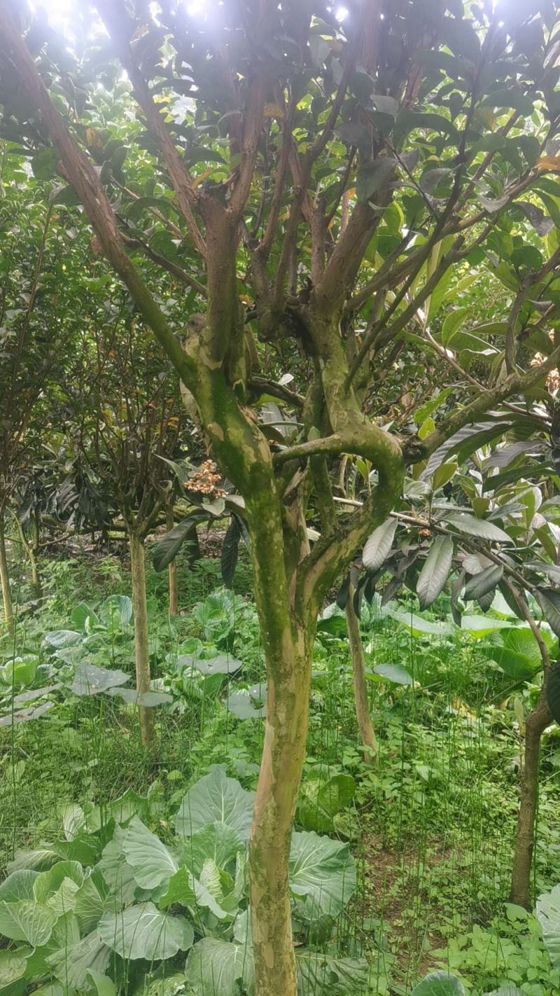 紫薇花基地直发物美价廉要的老板欢迎来电咨询