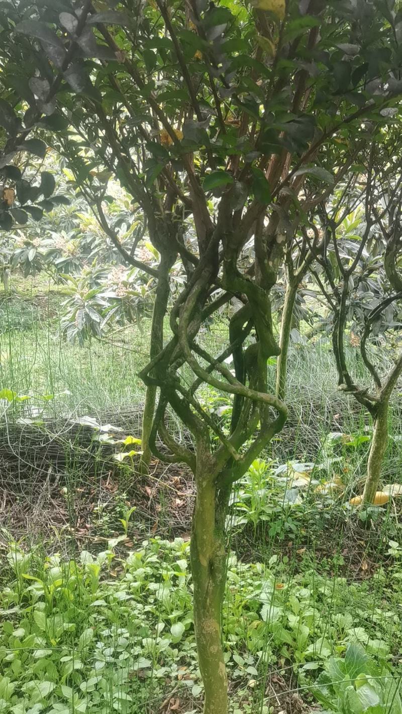 紫薇花基地直发物美价廉要的老板欢迎来电咨询