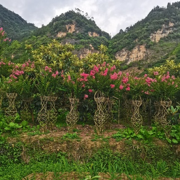 紫薇花基地直发物美价廉要的老板欢迎来电咨询