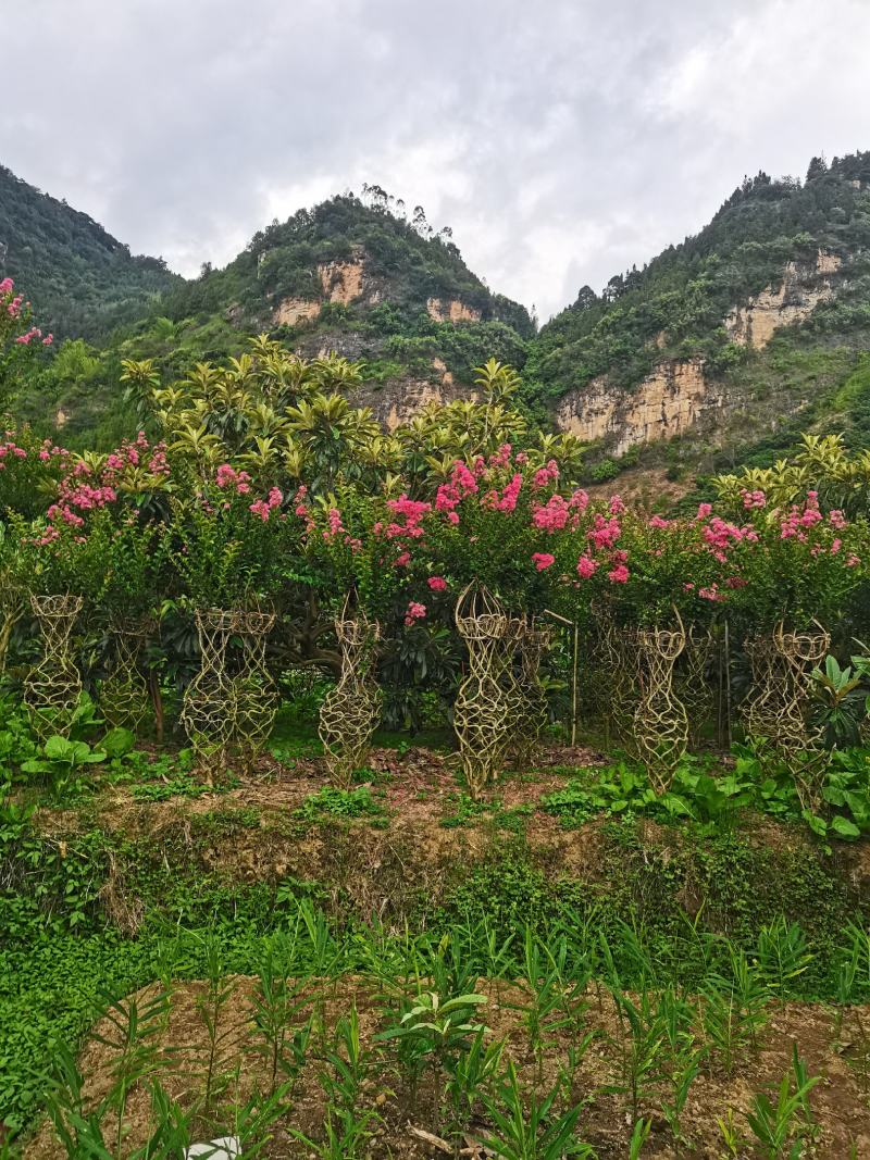 紫薇花基地直发物美价廉要的老板欢迎来电咨询