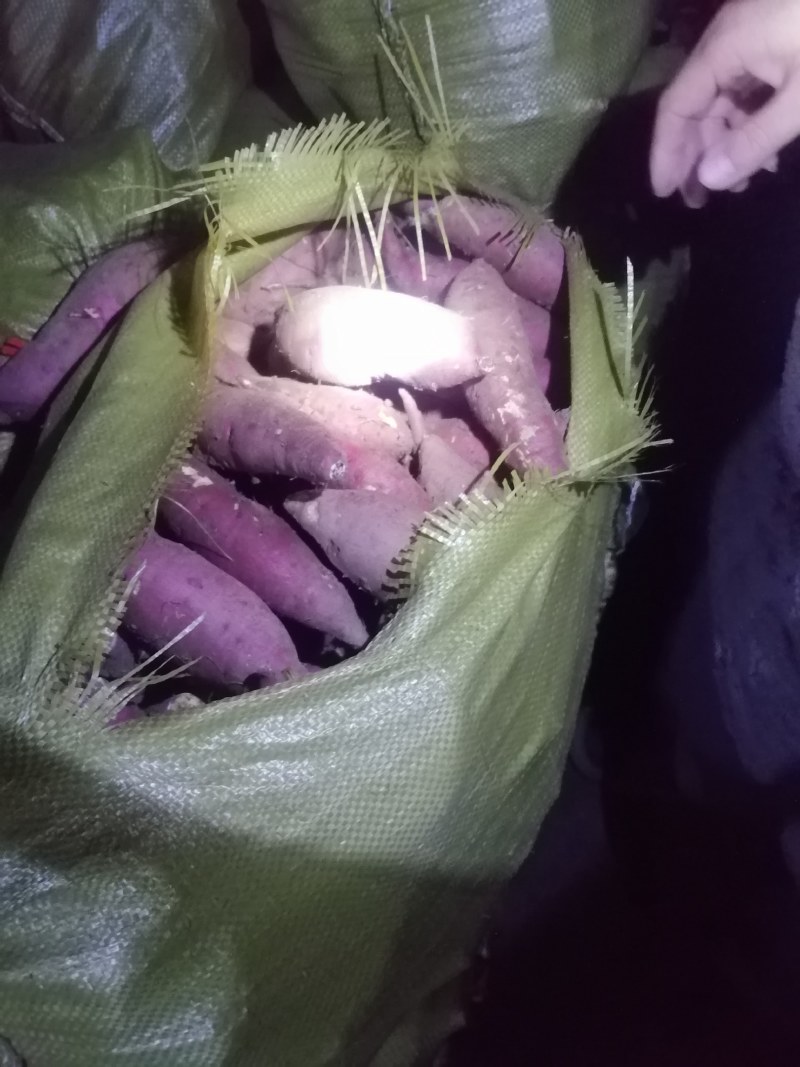 襄城商薯19，市场货，工厂薯，淀粉薯，大量供应，品质保证