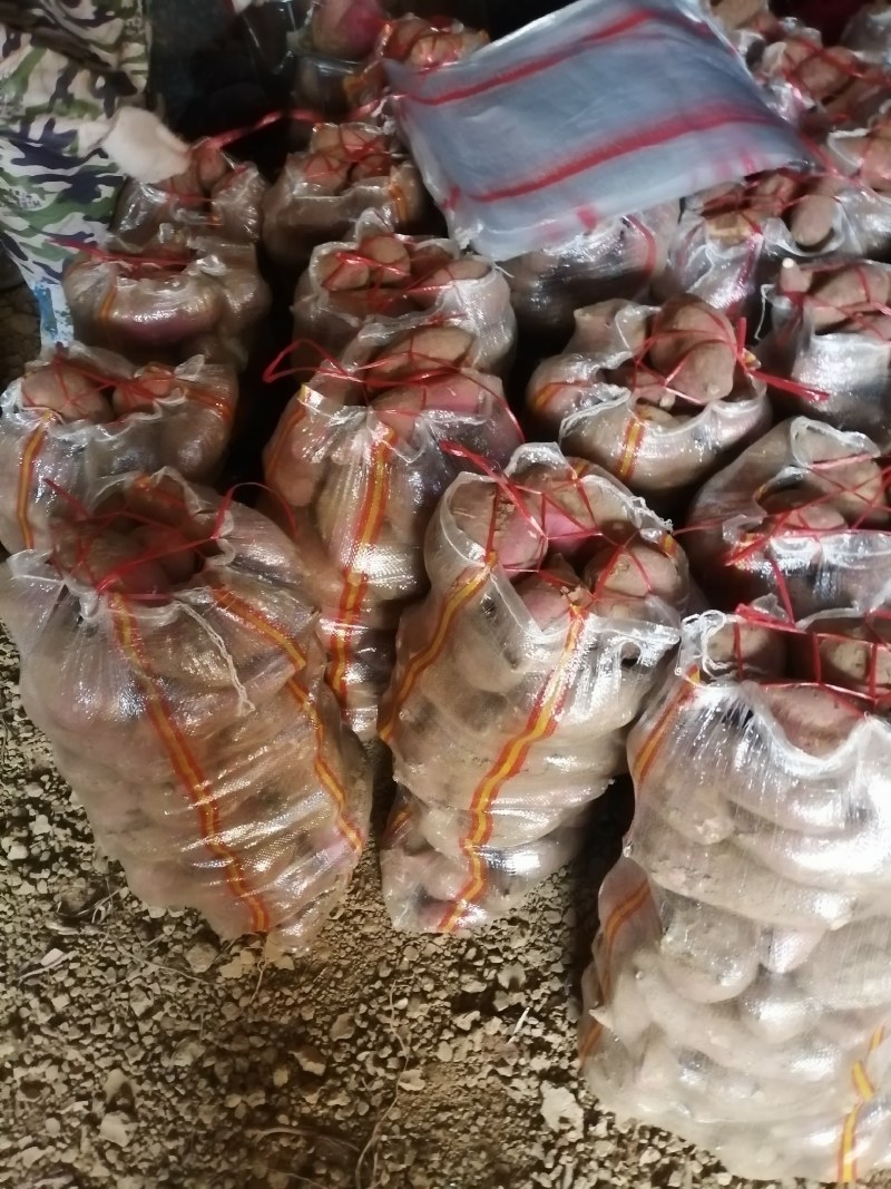 襄城商薯19，市场货，工厂薯，淀粉薯，大量供应，品质保证
