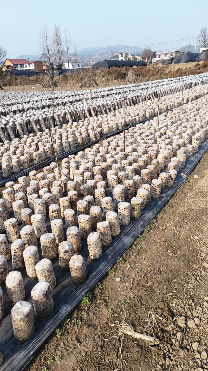房县黑木耳，基地直发，秋耳