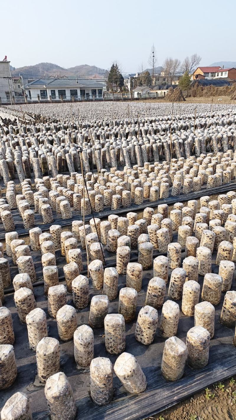 房县黑木耳，基地直发，秋耳