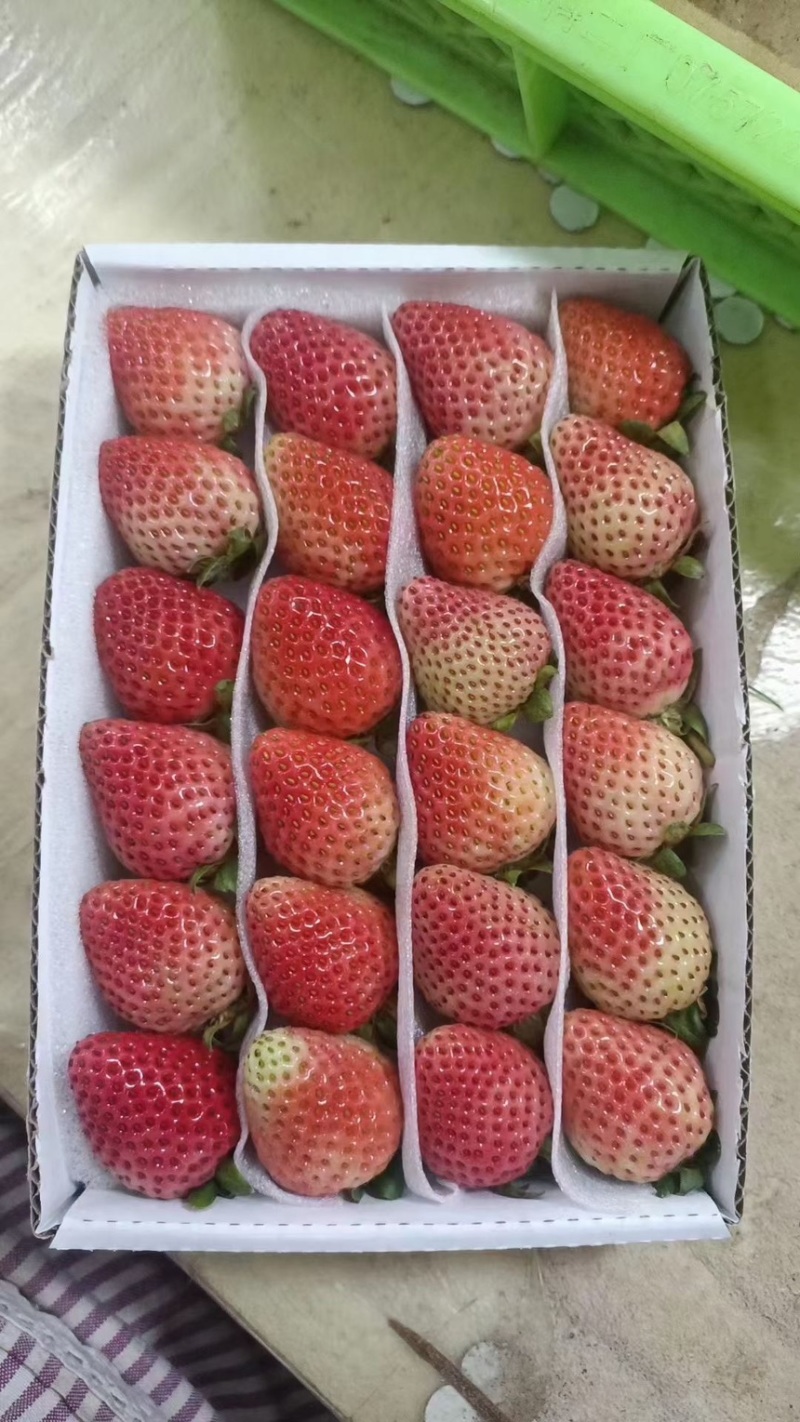 云南冬季牛奶草莓奶茶蛋糕糖葫芦冬季甜草莓，奶油草莓
