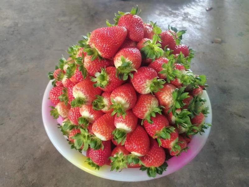 云南奶油草莓新鲜应季孕妇水果现摘（十盒一）