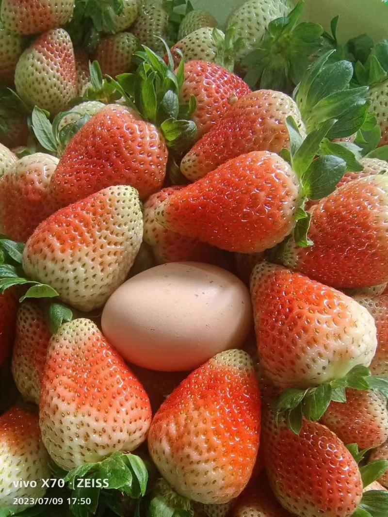 云南奶油草莓新鲜应季孕妇水果现摘（十盒一）