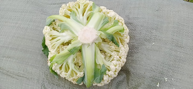 白面青梗花菜，松花菜质量好，价格优，质量三包。