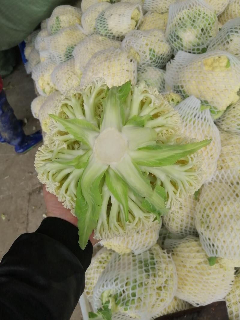 白面青梗花菜，松花菜质量好，价格优，质量三包。