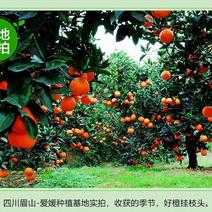 四川纳溪护国柚
