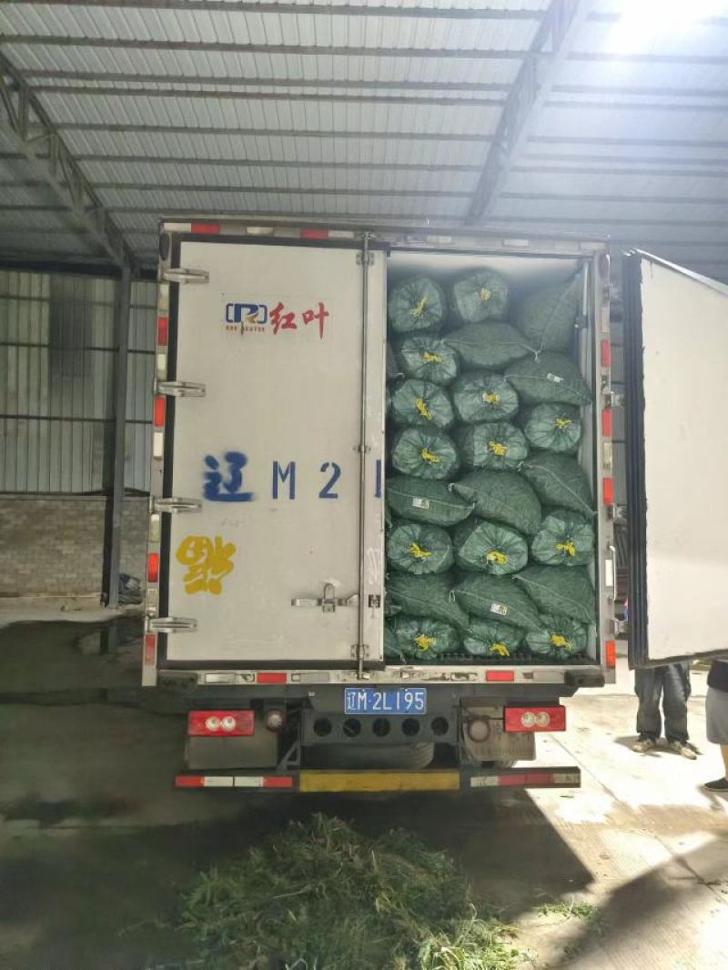 中豌6号9号12号大量出货…………………