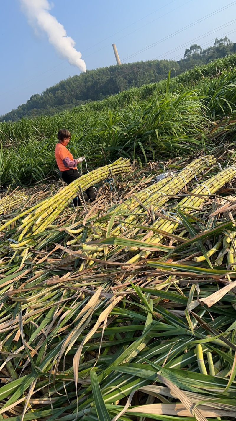 广东翁源，榨汁榨糖甘蔗，超甜，品种繁多，糖度高，价格便宜