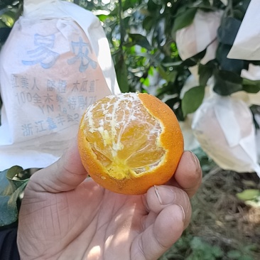 28红美人