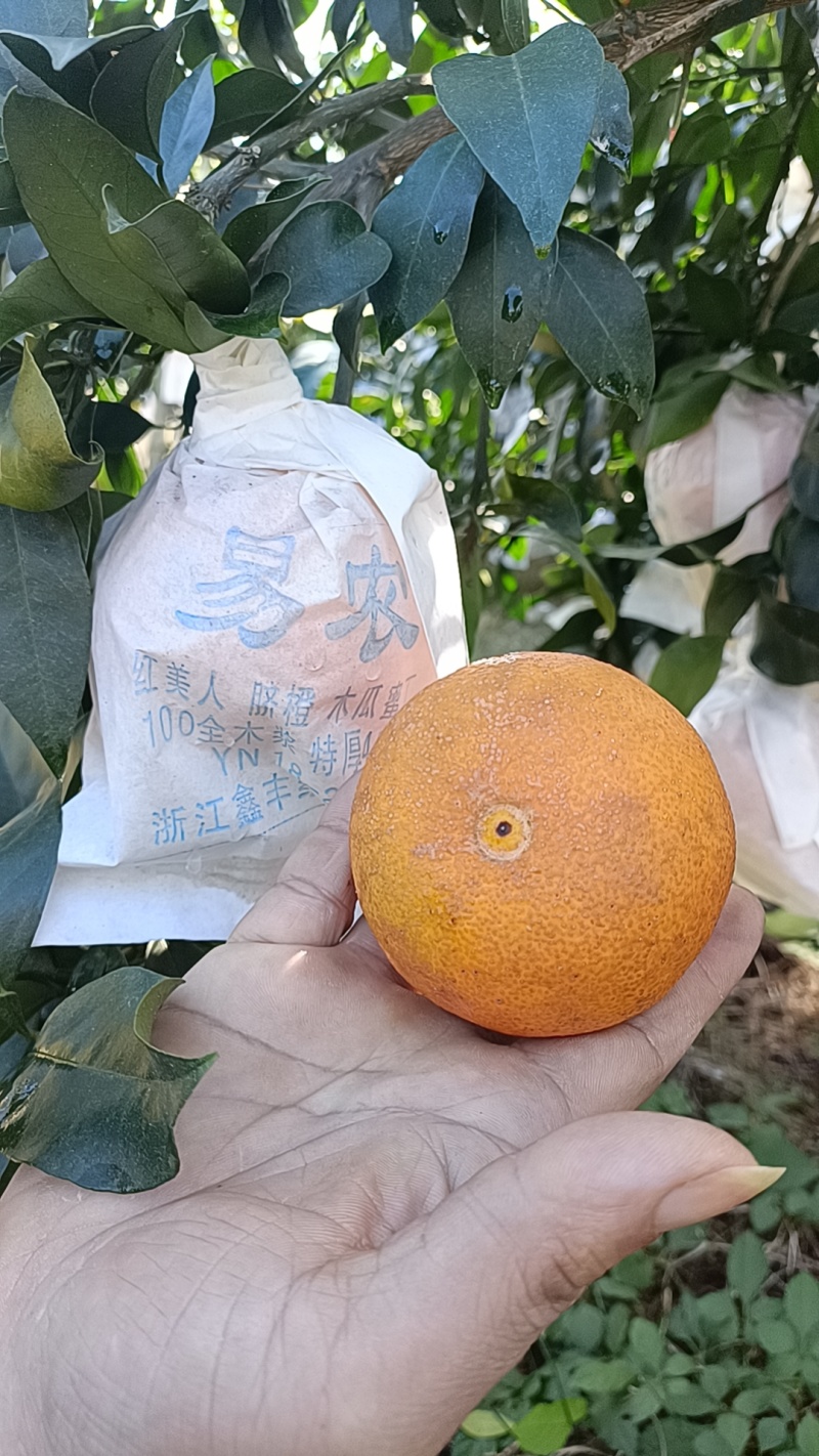 28红美人