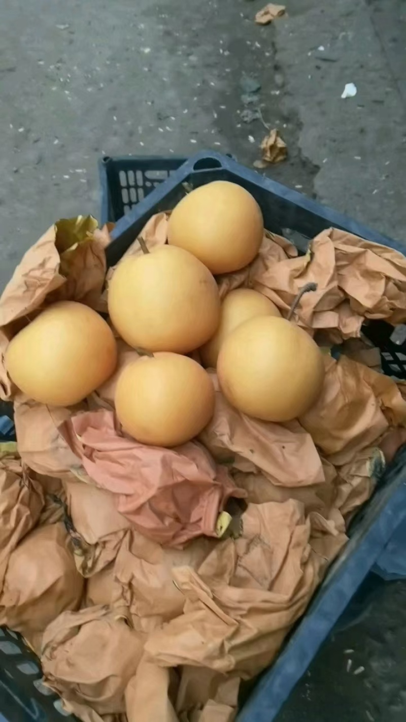 冰糖红梨，丰水梨，表光好，甜度高，脆甜无渣