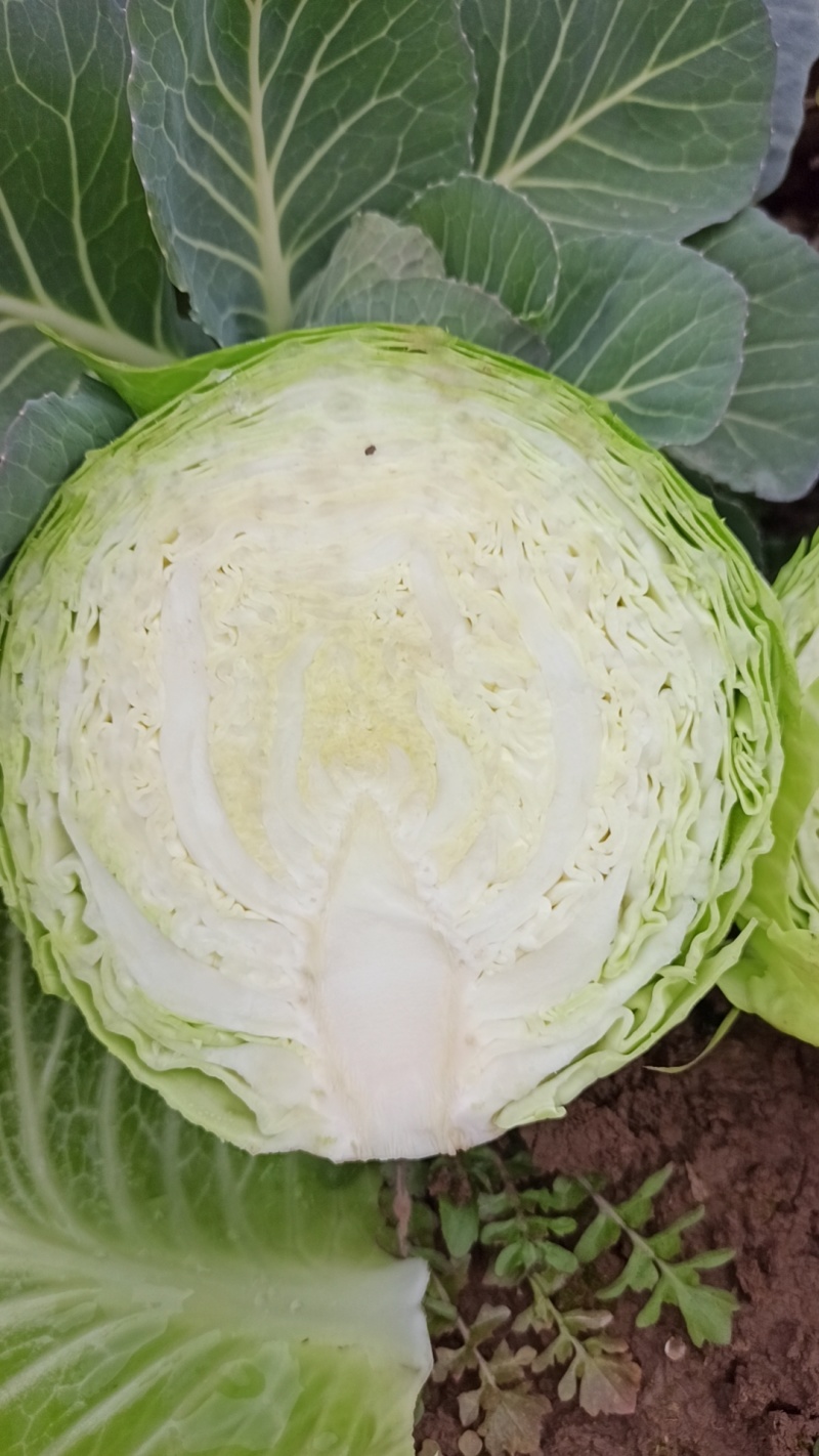 湖北斯特丹甘蓝楚禾甘蓝牛心甘蓝基地直供适合各种包装