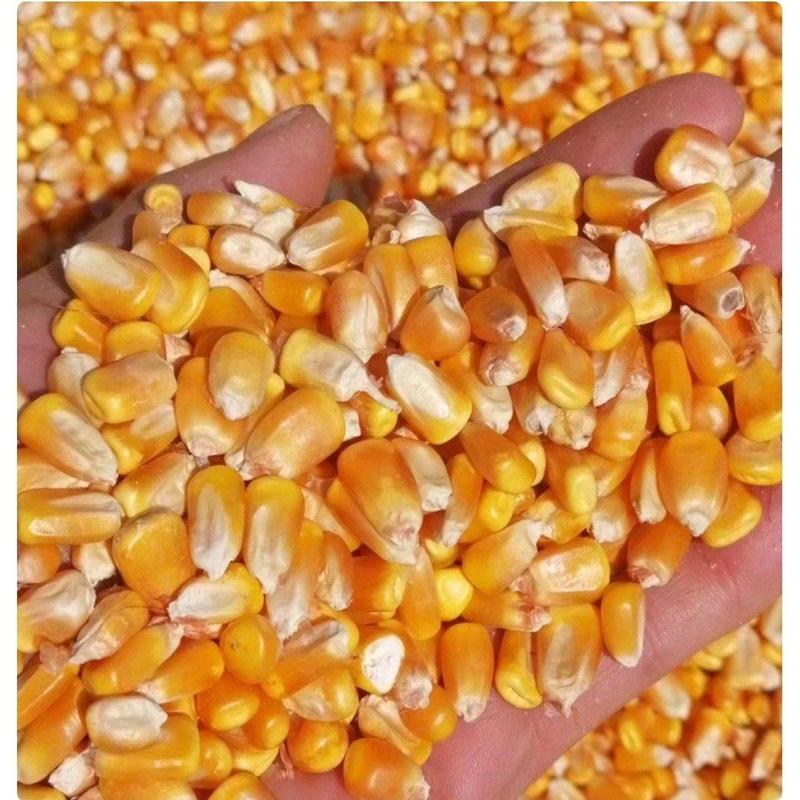 大量批发威宁本地黄玉米，烘干粮，自然干，欢迎采购。