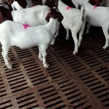 波尔山羊怀孕羊，纯种波尔山羊，货源充足全国包送货