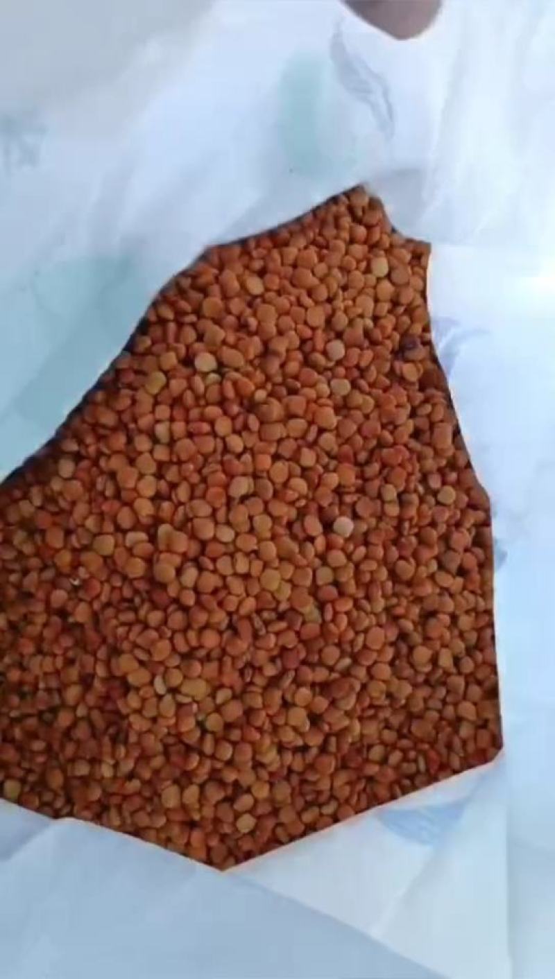 豆薯种子一点红双流牧马山凉薯地瓜早熟产量高脆甜爽口