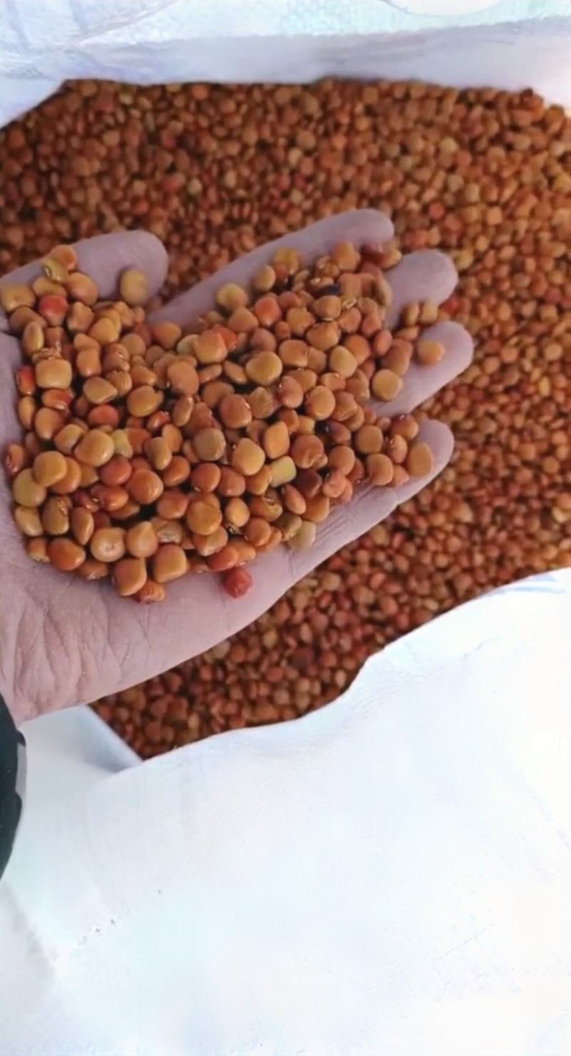 豆薯种子一点红双流牧马山凉薯地瓜早熟产量高脆甜爽口